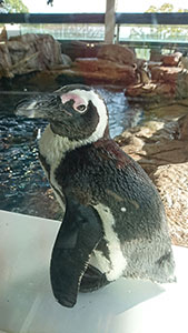 水族館のケープペンギン